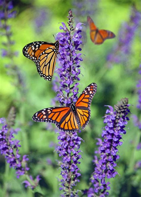 butterfly pictures download|royalty free butterfly images.